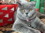 Chibi - Scottish Straight Cat For Sale - 