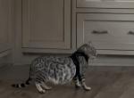 Bengal female - Bengal Cat For Sale - San Diego&comma; CA&comma; US