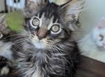 Lyla - Maine Coon Kitten For Sale - Brooklyn&comma; NY&comma; US