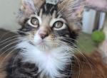 Lulu - Maine Coon Kitten For Sale - Brooklyn&comma; NY&comma; US