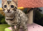 Bengal Kittens - Bengal Kitten For Sale - Boyertown&comma; PA&comma; US