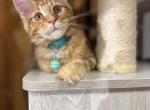 Milana - Maine Coon Kitten For Sale - 