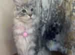 Maine Coon kitten - Maine Coon Kitten For Sale - 