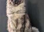 Sable - Maine Coon Cat For Sale - Winfield&comma; IL&comma; US