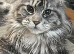Polydactyl - Maine Coon Kitten For Sale - OH&comma; US