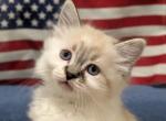 America the Beautiful - Ragdoll Kitten For Adoption - Vancouver&comma; WA&comma; US