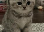 Sima - Scottish Fold Kitten For Sale - Inman&comma; SC&comma; US