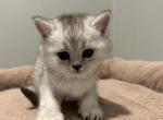 Zaya - Scottish Straight Kitten For Sale - 