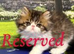 Caspian - Persian Kitten For Sale - Lakeland&comma; FL&comma; US
