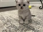 Maya - Scottish Fold Kitten For Sale - 