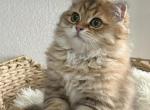 Winston Theodore Scottish Fold Kitten - Scottish Fold Kitten For Sale - Celebration&comma; FL&comma; US