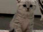 Sofa - Scottish Fold Kitten For Sale - Inman&comma; SC&comma; US
