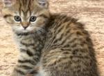 Hazel - Scottish Straight Kitten For Sale - 