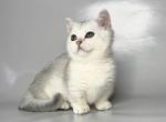 Zur silver shaded munchkin standard short segs - Munchkin Kitten For Sale - TX&comma; US