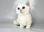 Zynar silver shaded munchkin standard short segs - Munchkin Kitten For Sale - TX&comma; US