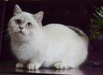 White angel Rafaela blue eyed munchkin short legs - Munchkin Kitten For Sale