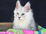Grace - Maine Coon Kitten For Sale - IN&comma; US