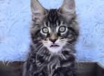Atlas - Maine Coon Kitten For Sale - IN&comma; US