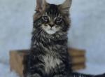 Leo - Maine Coon Kitten For Sale - IN&comma; US