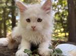 Albert - Maine Coon Kitten For Sale - Bourne&comma; MA&comma; US