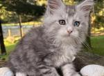 Aldi - Maine Coon Kitten For Sale - 