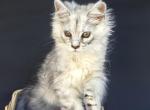 Jasmine - Maine Coon Kitten For Sale - IN&comma; US