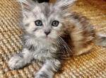 Amara - Maine Coon Kitten For Sale - 