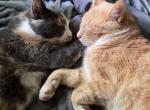 Mika and Tito - Domestic Cat For Adoption - Greenwood&comma; SC&comma; US