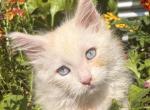 Atlas - Maine Coon Kitten For Sale - 