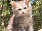 Arlo - Maine Coon Kitten For Sale - Bourne&comma; MA&comma; US