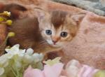 Abyssinian kittens - Abyssinian Kitten For Sale - Chapel Hill&comma; NC&comma; US