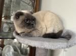 Female Scottish Fold - Scottish Fold Cat For Sale - Sedalia&comma; MO&comma; US