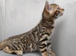 Plush Legacy - Bengal Kitten For Sale - Atlanta&comma; GA&comma; US
