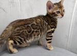 Plush Legacy - Bengal Kitten For Sale - Atlanta&comma; GA&comma; US