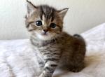 Simba - Scottish Straight Kitten For Sale - 