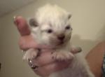 Minka kittens - Persian Kitten For Sale - Ellington&comma; CT&comma; US