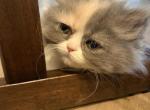Female Persian calico - Persian Kitten For Sale - Las Vegas&comma; NV&comma; US