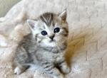 Oliver - Scottish Straight Kitten For Sale - 