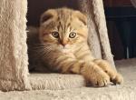 Luna - Scottish Fold Kitten For Sale - 