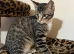 Stormy - Domestic Kitten For Adoption - Vernon&comma; NJ&comma; US