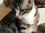 Stormy - Domestic Kitten For Adoption - Vernon&comma; NJ&comma; US