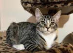 Stormy - Domestic Kitten For Adoption - Vernon&comma; NJ&comma; US