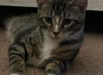 Stormy - Domestic Kitten For Adoption - Vernon&comma; NJ&comma; US