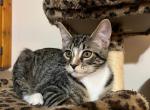 Stormy - Domestic Kitten For Adoption - Vernon&comma; NJ&comma; US