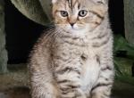 Lily - Scottish Fold Kitten For Sale - 