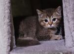 Stella - Scottish Straight Kitten For Sale - Chicago&comma; IL&comma; US