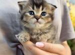 Daisy - Scottish Fold Kitten For Sale - Rocklin&comma; CA&comma; US