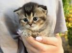 Daisy - Scottish Fold Kitten For Sale - 