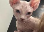 Bambino male kitten - Sphynx Kitten For Sale - Tamarac&comma; FL&comma; US