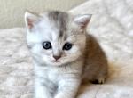 Lucy - Scottish Straight Kitten For Sale - Sacramento&comma; CA&comma; US